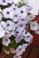 Riippapetunia F1 'Easy Wave Silver'