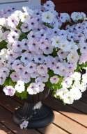 Riippapetunia F1 'Easy Wave Silver'