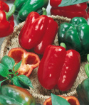 Paprika 'California Wonder'