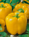 Paprika 'Yellow California Wonder'