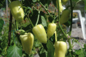Paprika 'Zlata'