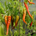 Chilipaprika 'Lombardo'