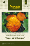Jättikurpitsa 'Rouge Vif d'Etampes'