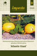 Jättikurpitsa 'Atlantic Giant'