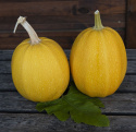 Spagettikurpitsa 'Pyza'