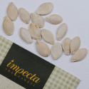 Spagettikurpitsa 'Pyza'
