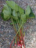 Raparperi 'Victoria'