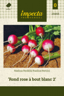 Retiisi 'Rond rose à bout blanc 2'