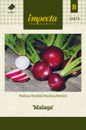 Retiisi 'Malaga'