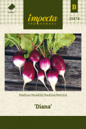 Retiisi 'Diana'