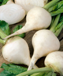 Valkoinen punajuuri 'Albina Vereduna'