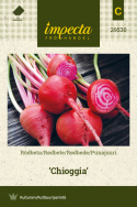 Punajuuri 'Chioggia'