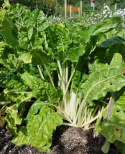Punajuuri 'Chioggia'