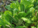 Punajuuri 'Chioggia'