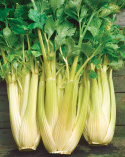 Lehtiselleri 'Golden Self Blanching 2'