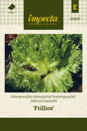 Jäävuorisalaatti 'Frillice'