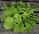Rukolasalaatti