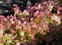 Bataviasalaatti 'Lollo Rossa'