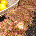 Bataviasalaatti 'Lollo Rossa'