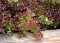 Bataviasalaatti 'Lollo Rossa'