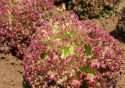 Bataviasalaatti 'Lollo Rossa'