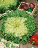 Kähäräendiivi 'Riccia d'Olivet'