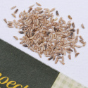Kähäräendiivi 'Riccia d'Olivet'
