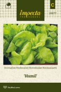 Keräsalaatti 'Humil'