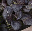 Tatsoikaali F1 'Tatsoi Red'