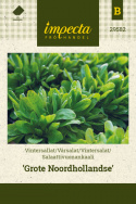 Salaattivuonankaali 'Grote Noordhollandse'