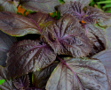 Veripeippi 'Röd Shiso'