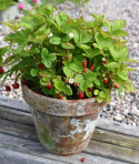 Kuukausimansikka 'Mignonette'