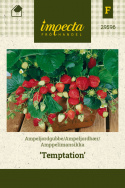 Amppelimansikka 'Temptation'