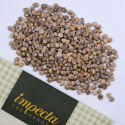 Pinaatti 'Matador'