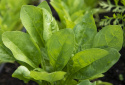 Pinaatti 'Monstrueux de Viroflay'