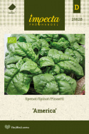 Pinaatti 'America'