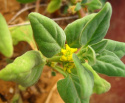 Lamopinaatti