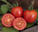 Kirsikkatomaatti 'Gardener's Delight'