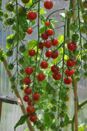 Kirsikkatomaatti F1 'Cherrola'