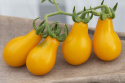 Päärynätomaatti 'Yellow Pearshaped'