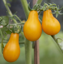 Päärynätomaatti 'Yellow Pearshaped'