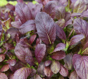 Sareptansinappi 'Bloody Mary'