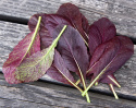 Sareptansinappi 'Bloody Mary'