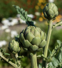 Latva-artisokka 'Green Globe'