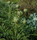 Latva-artisokka 'Green Globe'