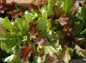 Tammenlehtisalaatti Baby Leaf mix