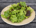 Tammenlehtisalaatti Baby Leaf mix