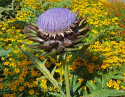 Latva-artisokka 'Violet de Provence'