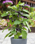 Munakoiso F1 'Patio Baby'