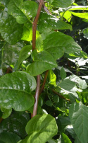 Malabarinpinaatti 'Rubra'